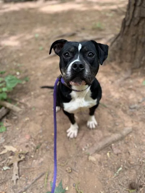 An adult medium-sized male American Bulldog dog named Bowser for adoption in Charlotte, NC
