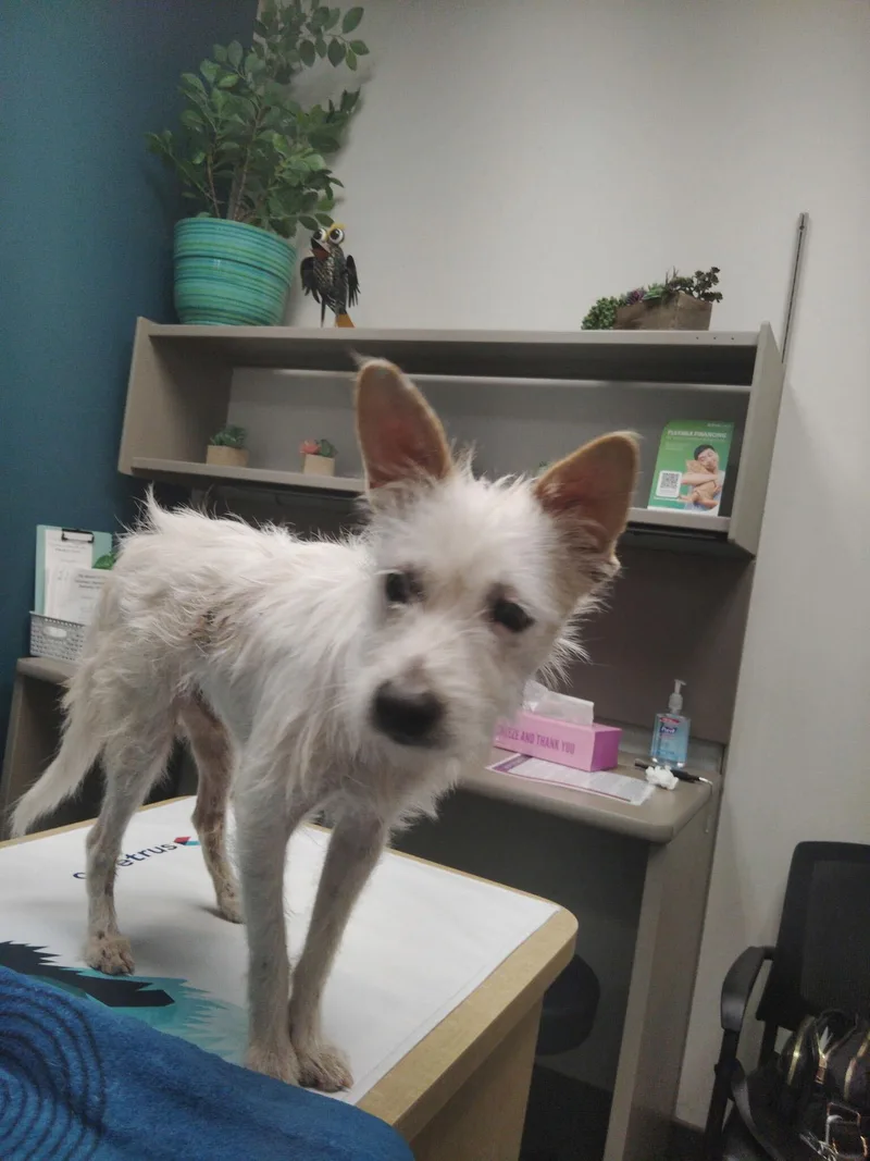 A young medium-sized male White / Cream Jack Russell Terrier dog named Cotton for adoption in San Rafael, CA