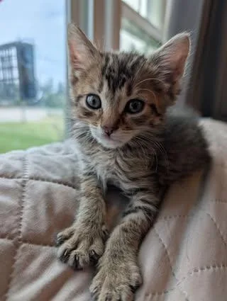 A baby medium-sized male Tabby (Brown / Chocolate) Domestic Short Hair cat named Ron for adoption in Davison, MI