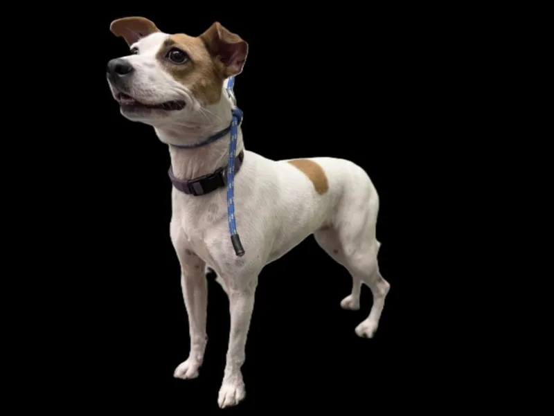 An adult small-sized female Parson Russell Terrier dog named Sandy for adoption in Los Angeles, CA