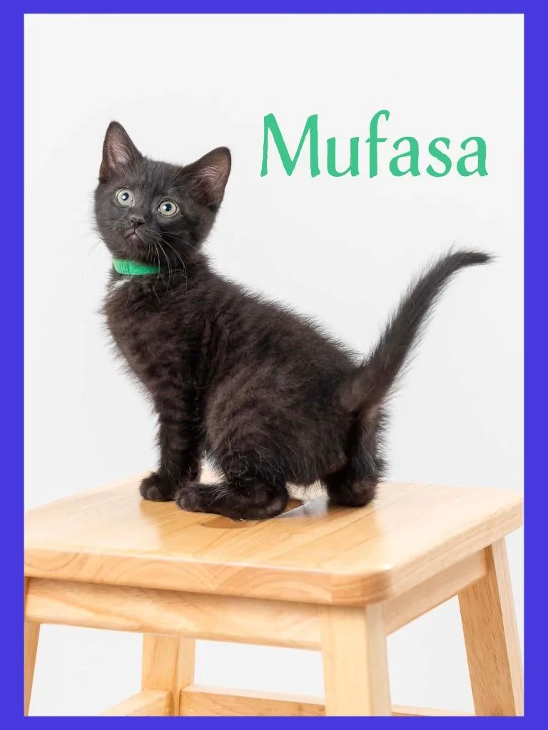 A baby medium-sized male Domestic Short Hair cat named Mufasa for adoption in Hoover , AL