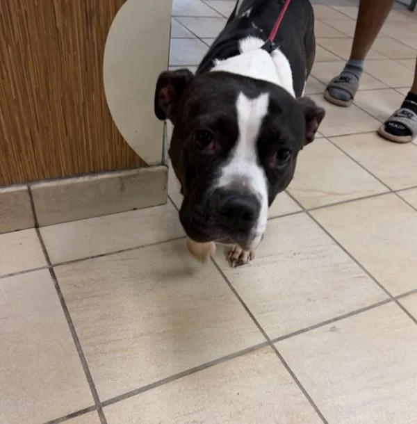 A young medium-sized female Pit Bull Terrier dog named Ruby for adoption in Virginia Beach, VA