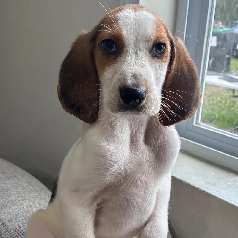 A baby small-sized female Black Hound dog named Sister Sledge for adoption in Fredericksburg, VA