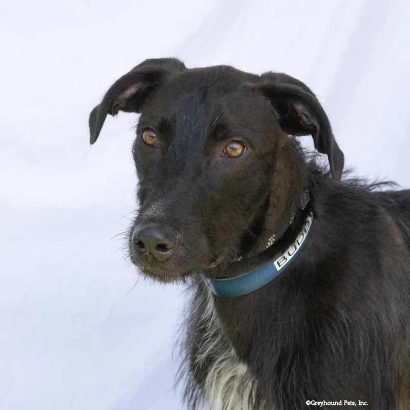 An adult large-sized male Hound dog named Buddy for adoption in Woodinville, WA