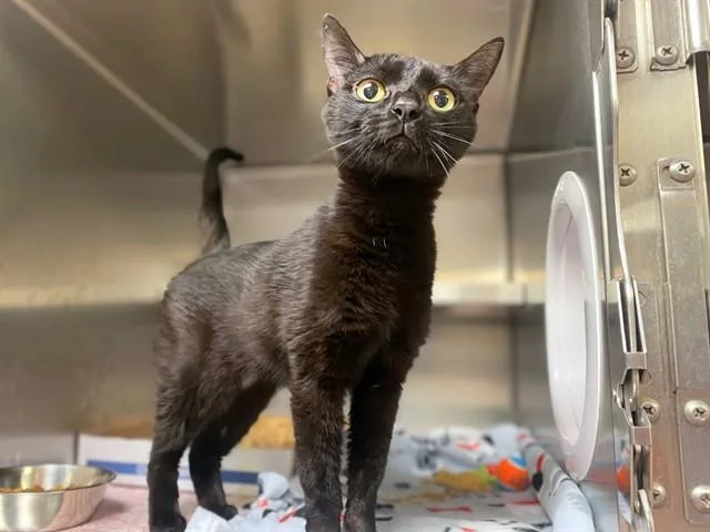 A young small-sized female Domestic Short Hair cat named Babycakes for adoption in Fort Wayne, IN