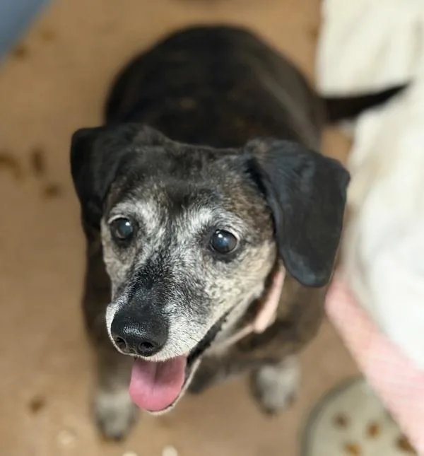 A senior small-sized female Chihuahua dog named Baby Girl for adoption in San Diego, CA