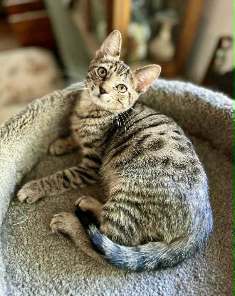 A baby medium-sized male Tabby (Gray / Blue / Silver) Tabby cat named Rooster for adoption in Gulfport, MS