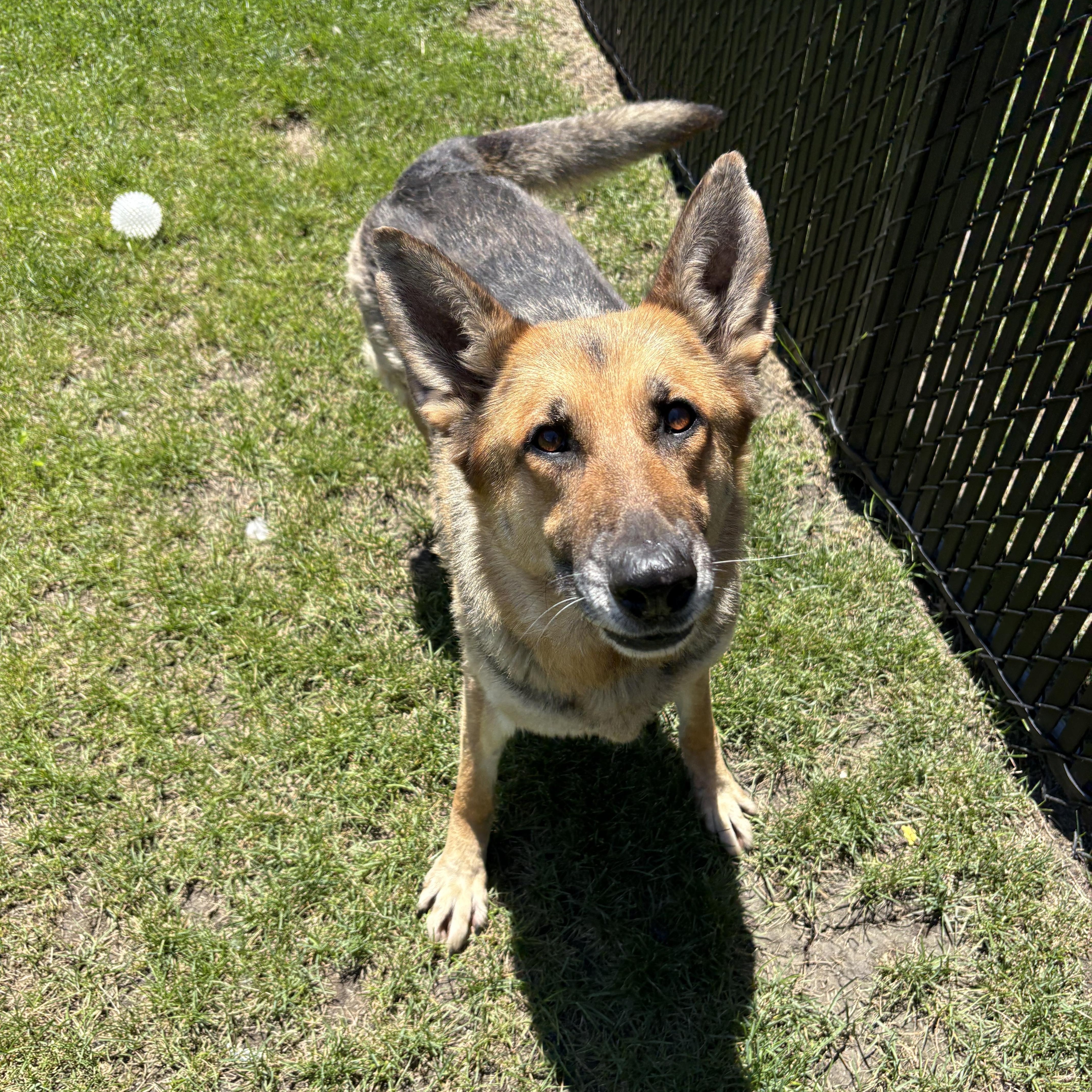 A senior large-sized female Yellow / Tan / Blond / Fawn German Shepherd Dog dog named Charlie for adoption in Kankakee, IL