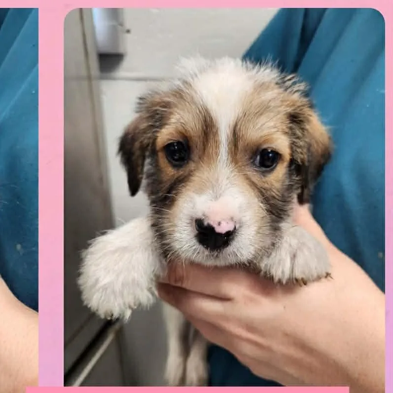 A baby small-sized female Brown / Chocolate Wirehaired Terrier dog named Georgia for adoption in Tylertown, MS