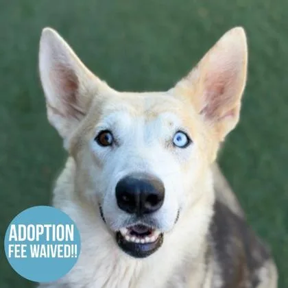 A young medium-sized female White / Cream Husky dog named Athena for adoption in Sacramento, CA