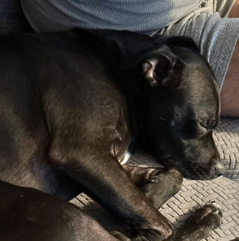 An adult medium-sized female Labrador Retriever dog named Dixie for adoption in Spring City, PA