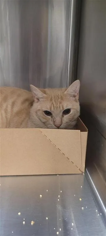 An adult small-sized male Domestic Short Hair cat named Golden for adoption in West Chester, PA