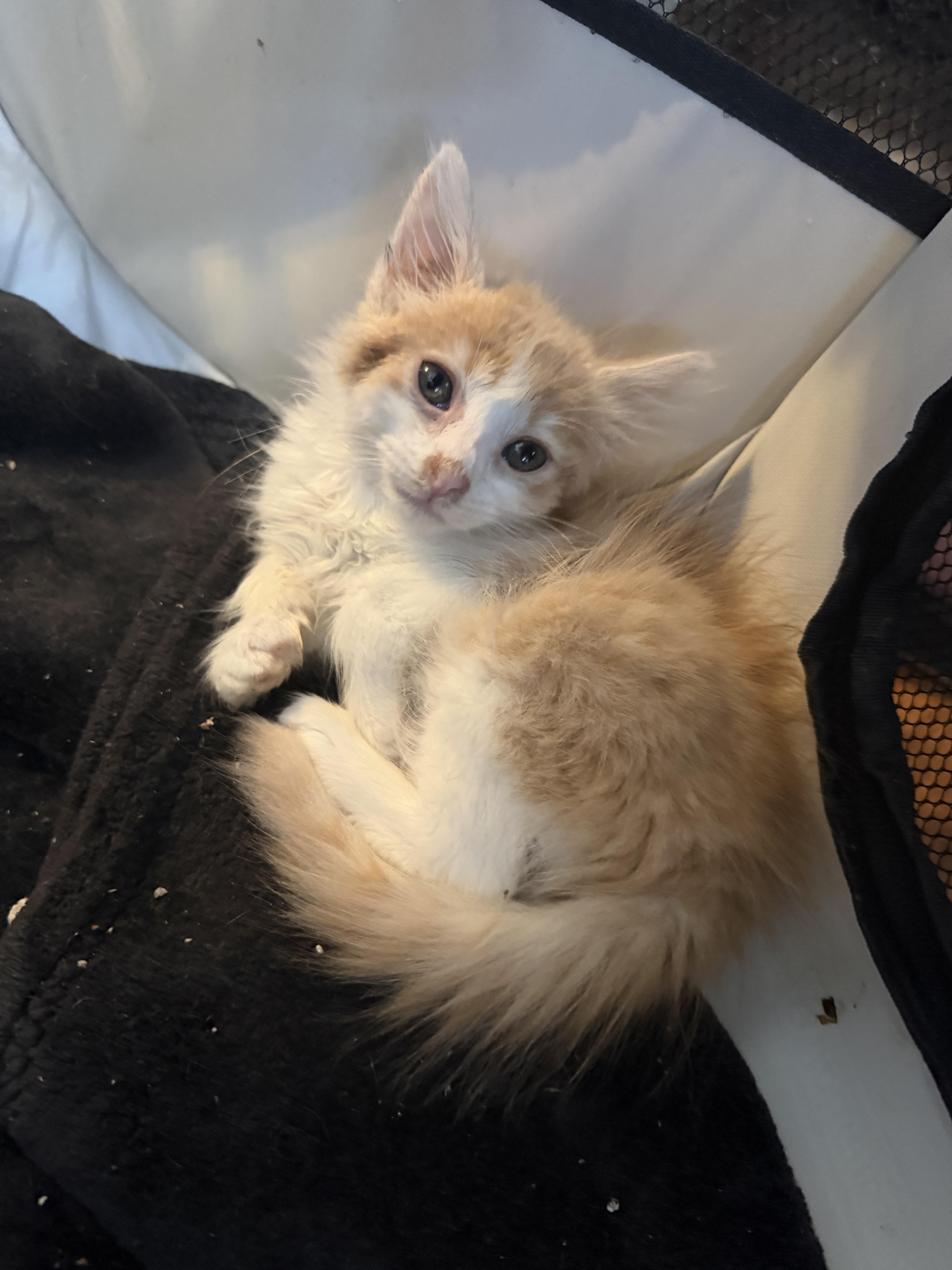 A baby small-sized male Domestic Medium Hair cat named Butterfinger for adoption in Honolulu, HI