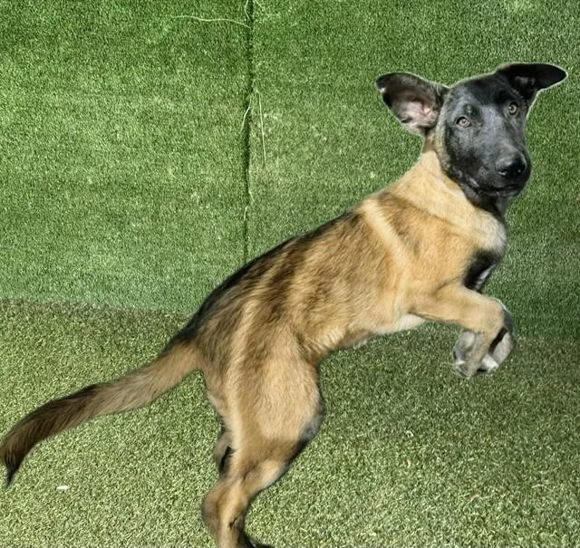 A baby small-sized male Belgian Shepherd / Malinois dog named Joe for adoption in Lancaster, CA