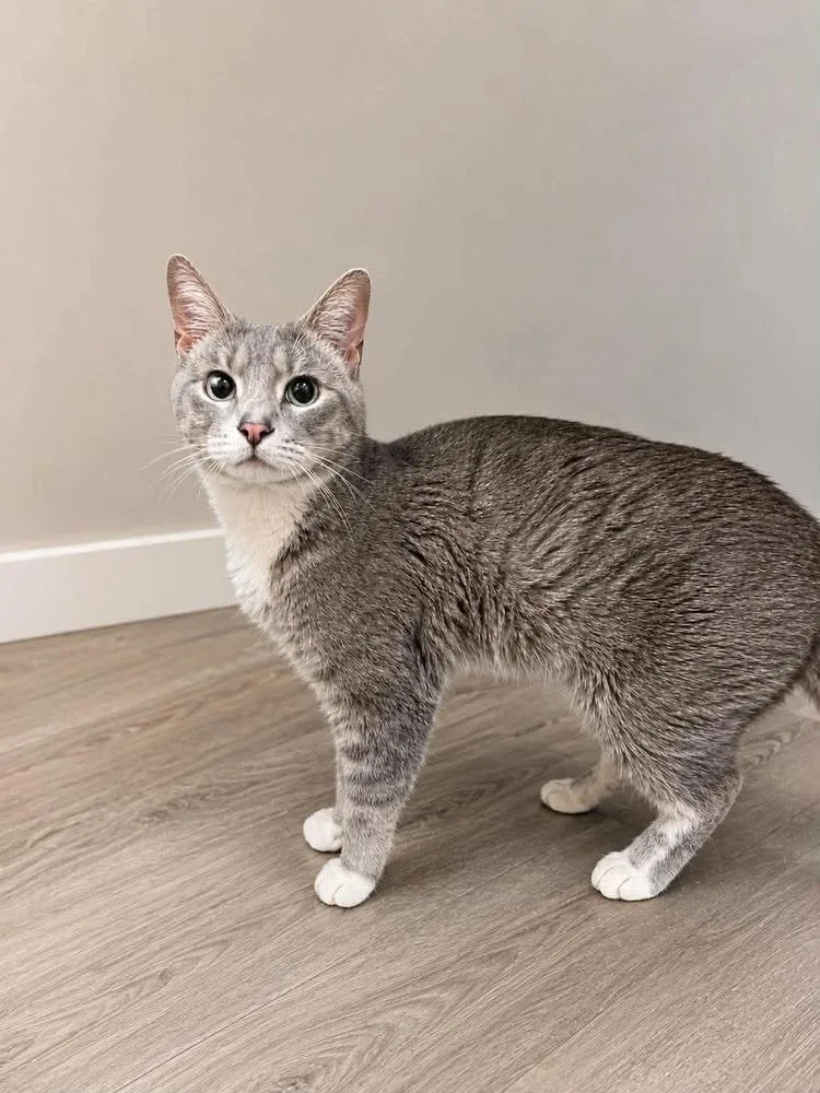 An adult medium-sized male Gray & White Domestic Short Hair cat named So Lo for adoption in Chicago, IL