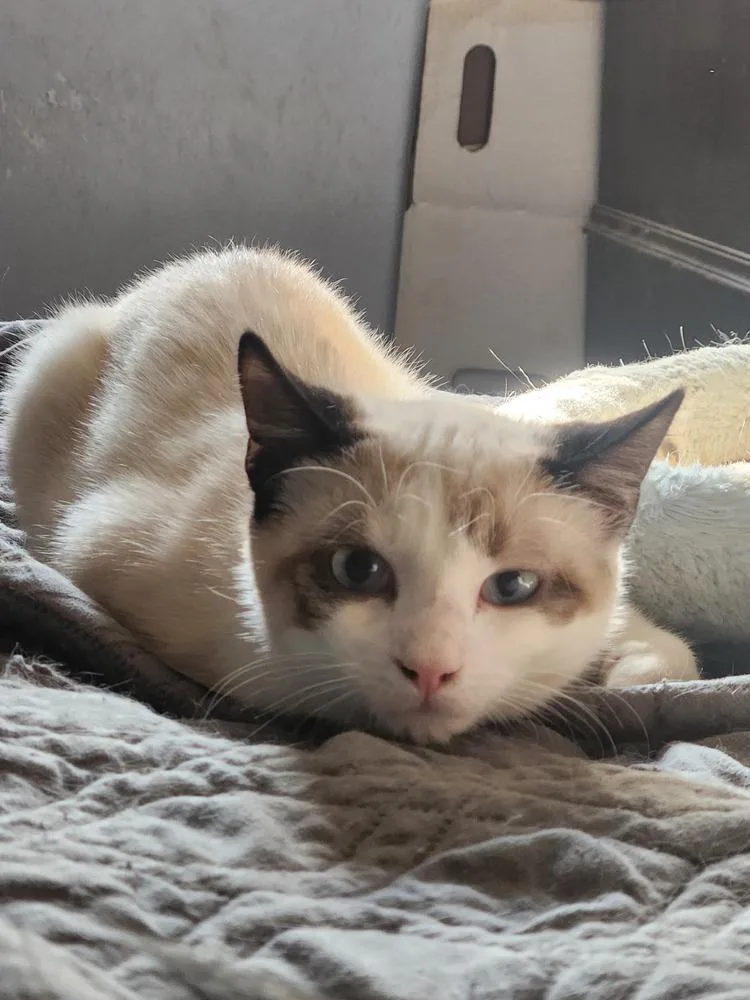 Viper Aka Evie Westbury