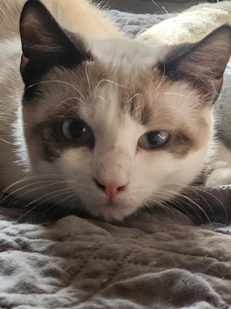 Viper Aka Evie Westbury thumbnail 3