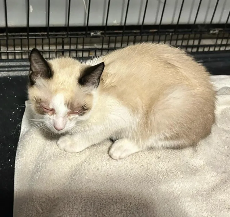 Viper Aka Evie Westbury thumbnail 4