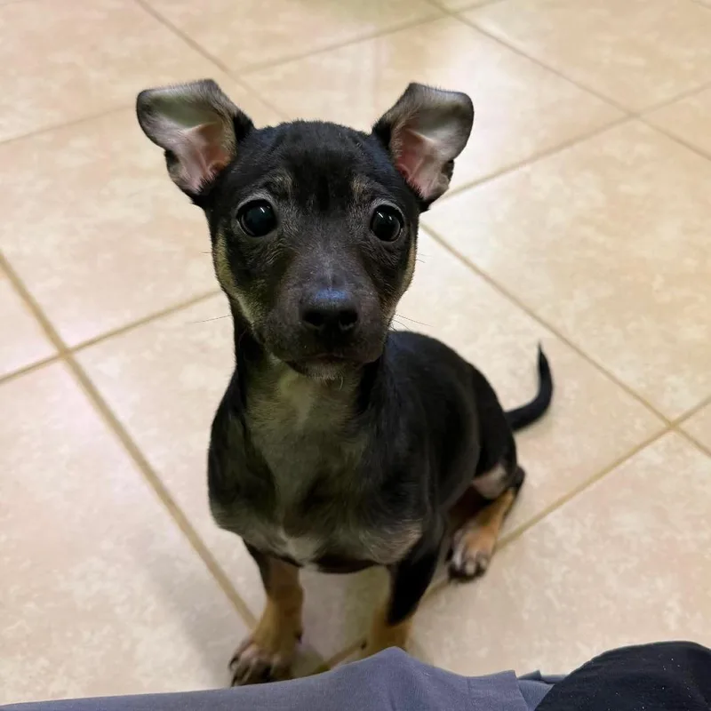 A baby small-sized male Black Chihuahua dog named Gumdrop for adoption in Jackson, MO