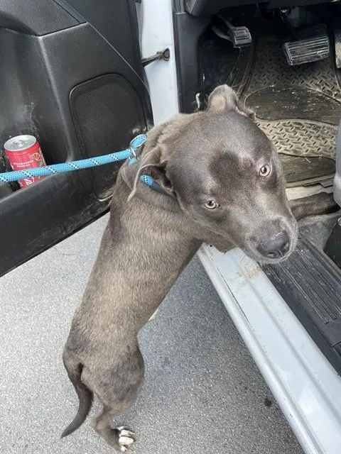 A young medium-sized male Pit Bull Terrier dog named Kane for adoption in Killeen, TX