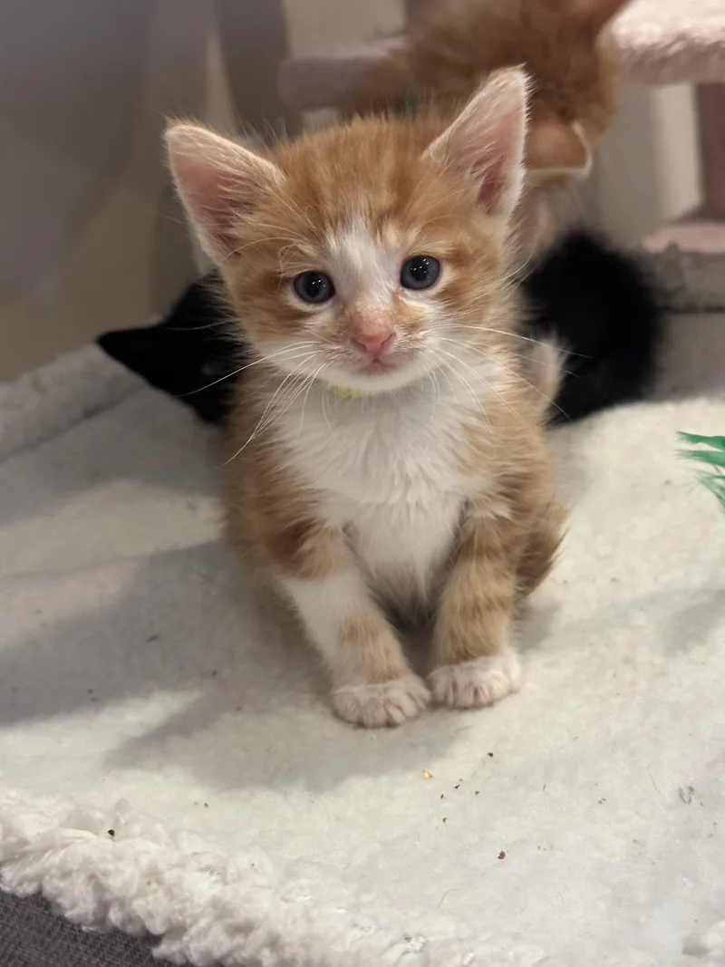 A baby medium-sized male Orange / Red Domestic Short Hair cat named Thump for adoption in Fruit Heights, UT