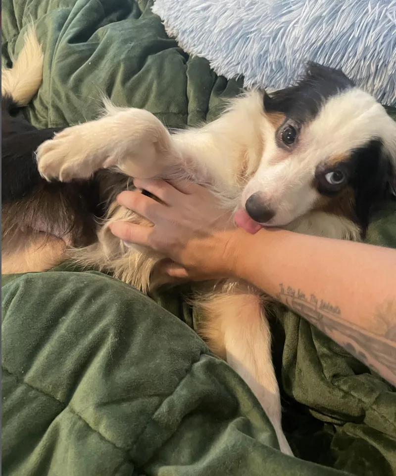 An adult small-sized female Australian Shepherd dog named BonBon Smith for adoption in Arlington, TX