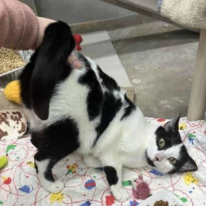 An adult small-sized female Black Domestic Short Hair cat named Flower for adoption in Atlanta, GA