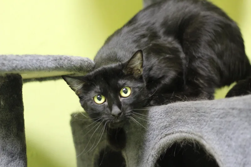 An adult medium-sized male Black Domestic Short Hair cat named Dill for adoption in Ottumwa, IA