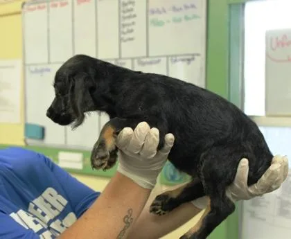 A baby medium-sized male Labrador Retriever dog named Rocky for adoption in Picayune, MS
