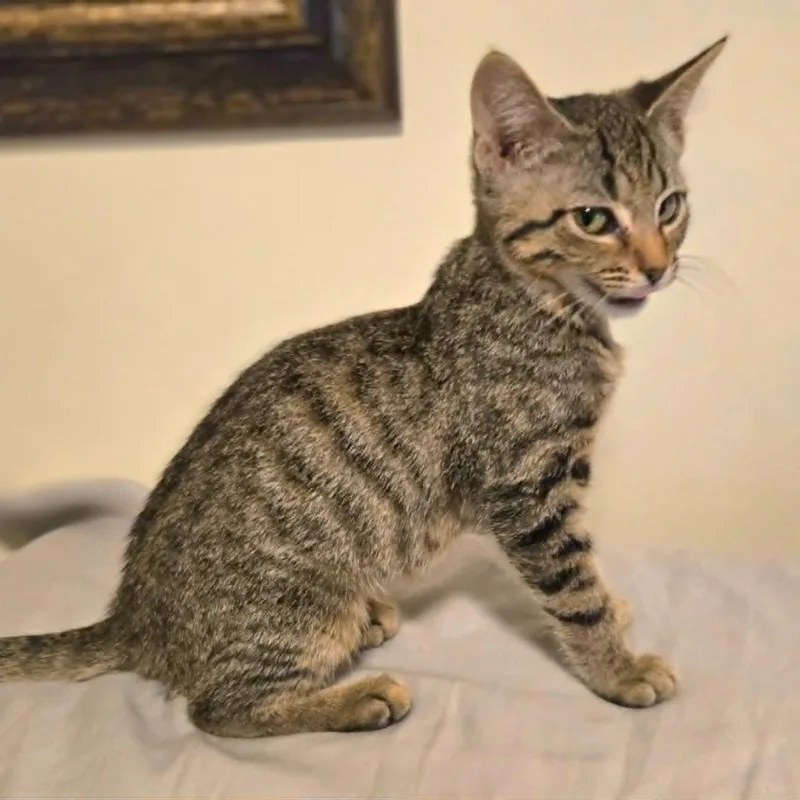 A baby medium-sized female Tabby (Brown / Chocolate) Domestic Short Hair cat named Loretta for adoption in Watertown, WI
