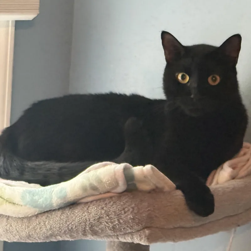 A young medium-sized male Black Domestic Short Hair cat named Axel for adoption in Staten Island, NY