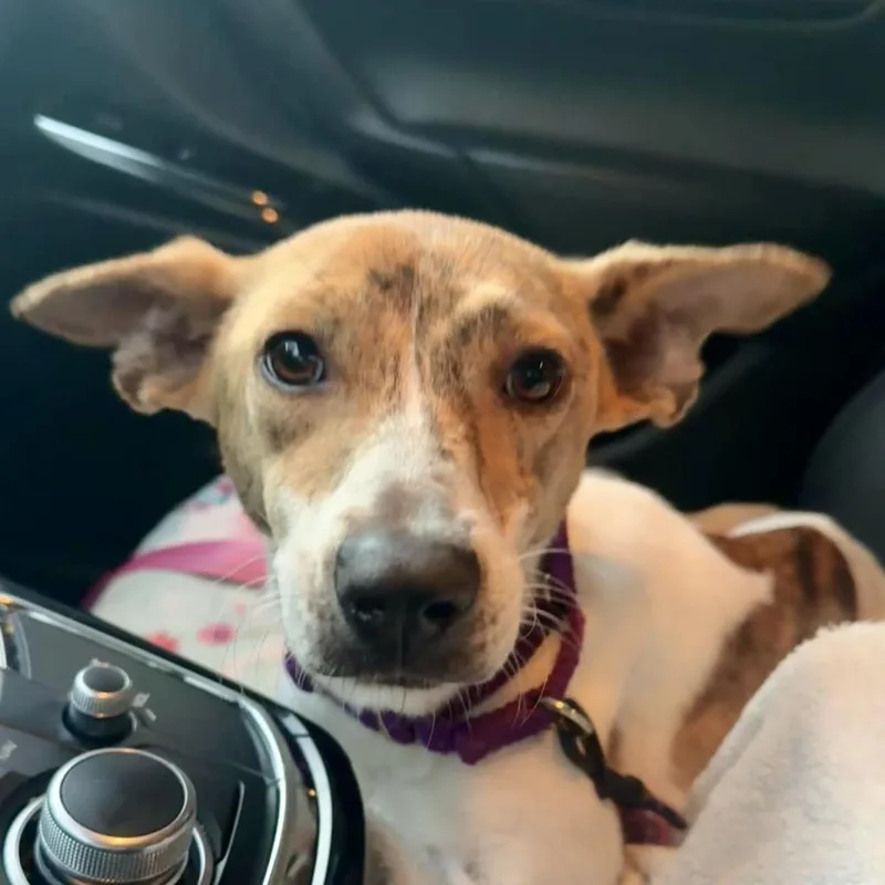 Pippa thumbnail 5