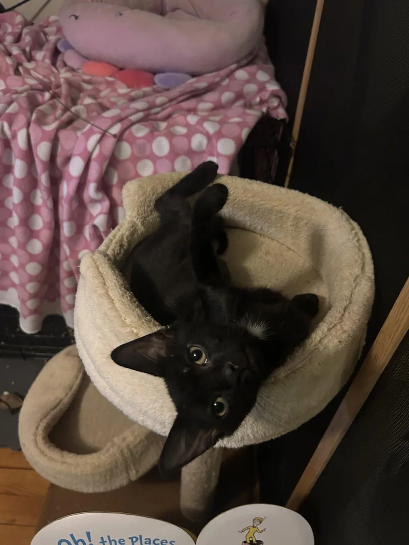 A baby medium-sized male Black Domestic Short Hair cat named Lulo for adoption in Stewartsville, NJ