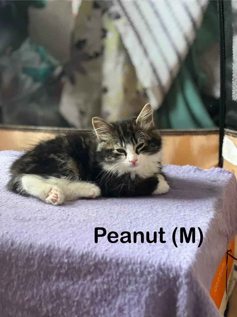 A baby small-sized female Tabby (Gray / Blue / Silver) Domestic Short Hair cat named Peanut & Honey for adoption in Canton, MA