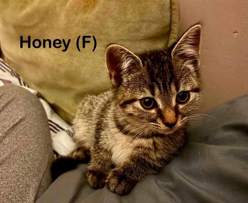 Peanut & Honey thumbnail 2