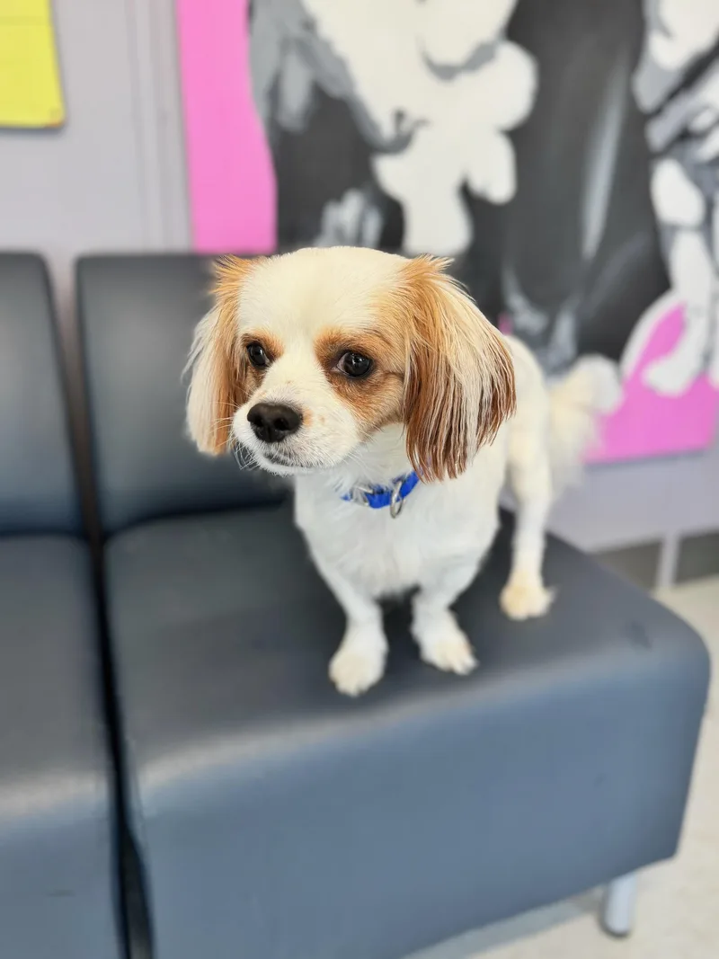 An adult small-sized male Mixed Breed dog named Ross for adoption in Boston, MA