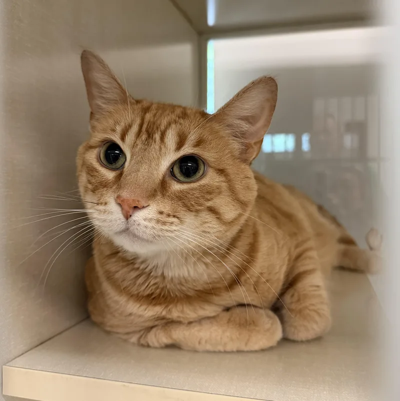 A senior large-sized male Orange / Red Domestic Short Hair cat named Scott for adoption in Slidell, LA