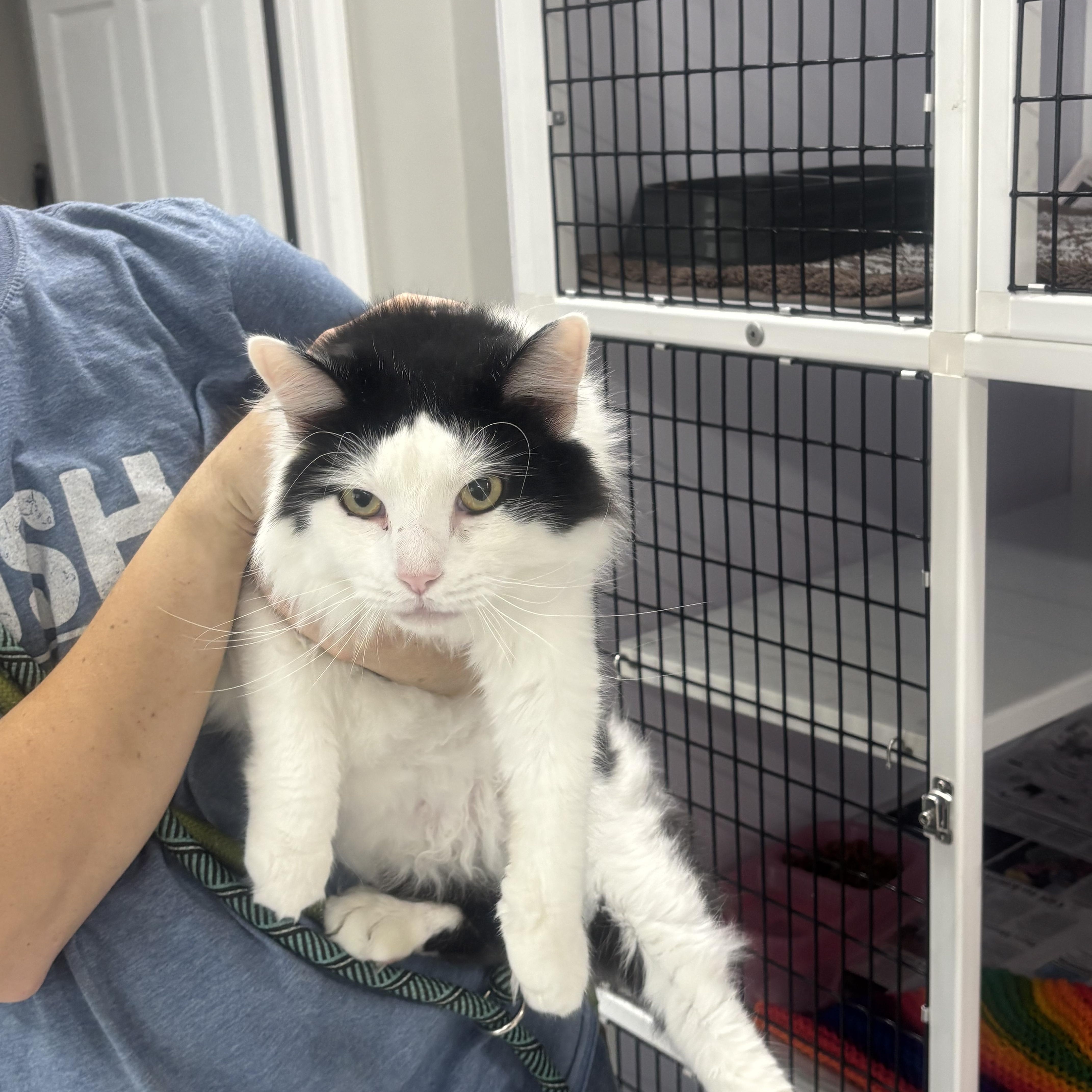 An adult medium-sized male Domestic Long Hair cat named Malcolm for adoption in Rogersville, TN