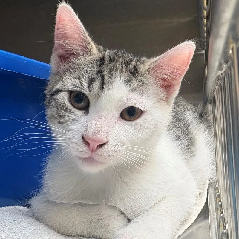A baby small-sized male White Domestic Short Hair cat named Drums for adoption in East Hanover, NJ