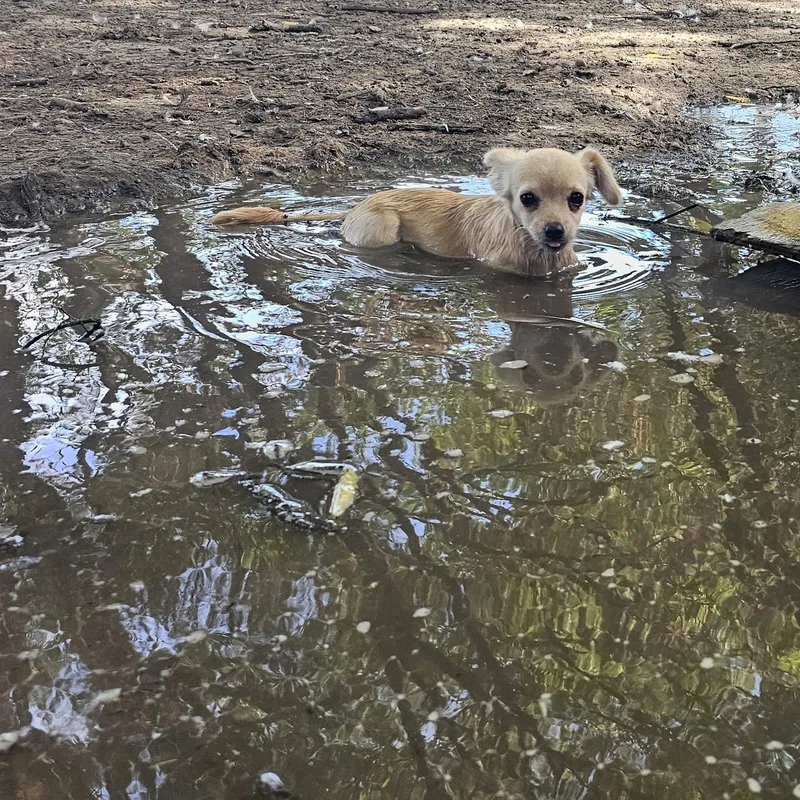 A baby small-sized female Yellow / Tan / Blond / Fawn Chiweenie dog named Chickadee for adoption in Dallas, TX