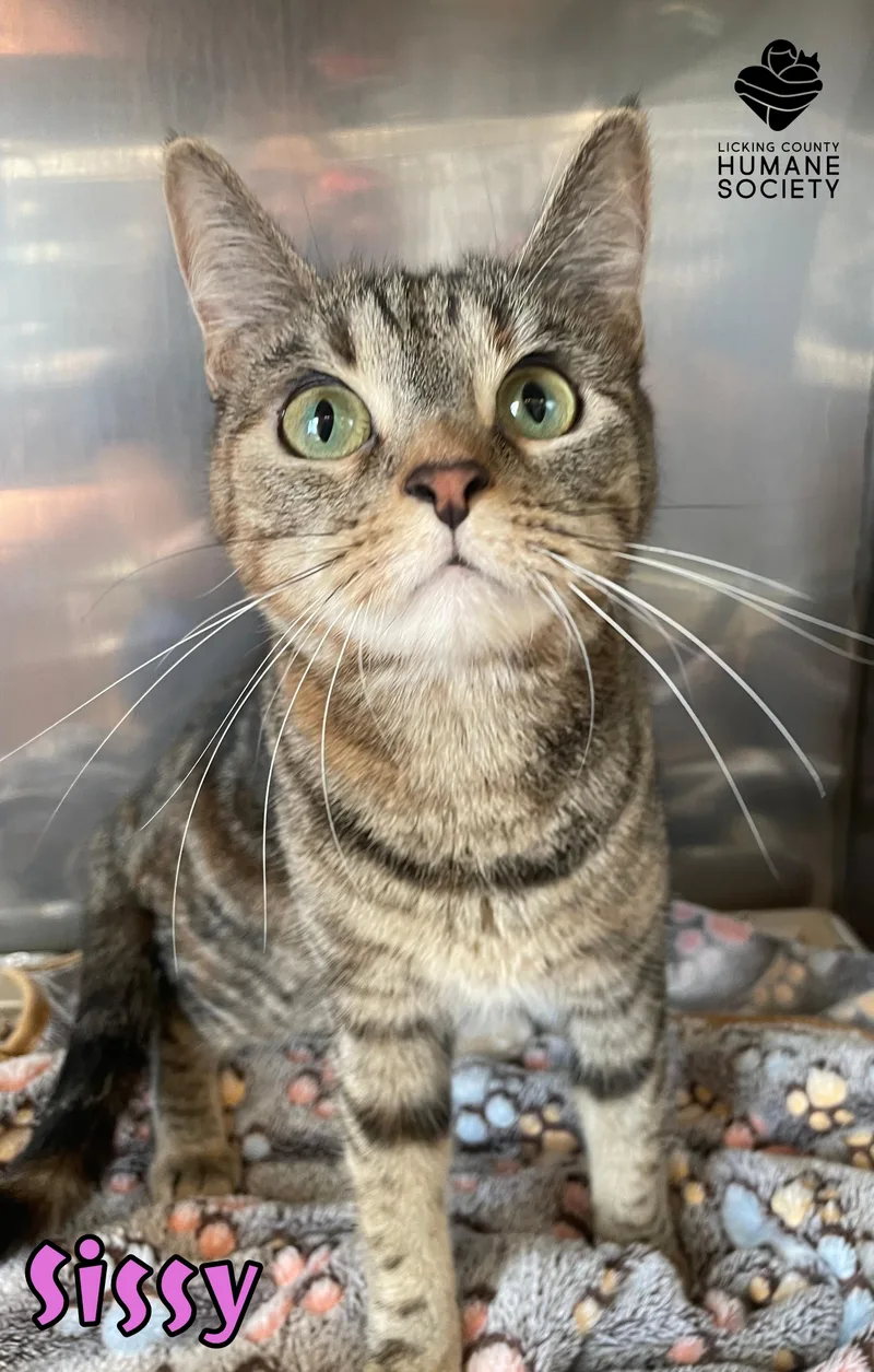 An adult medium-sized female Domestic Short Hair cat named Sissy for adoption in Heath, OH