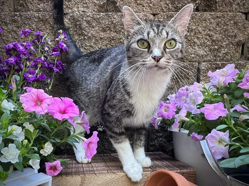 An adult medium-sized female Tabby (Brown / Chocolate) Domestic Short Hair cat named Magnolia for adoption in Effingham, IL