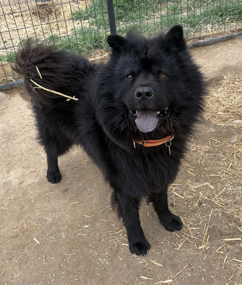 An adult medium-sized male Black Chow Chow dog named Serious for adoption in Challis, ID