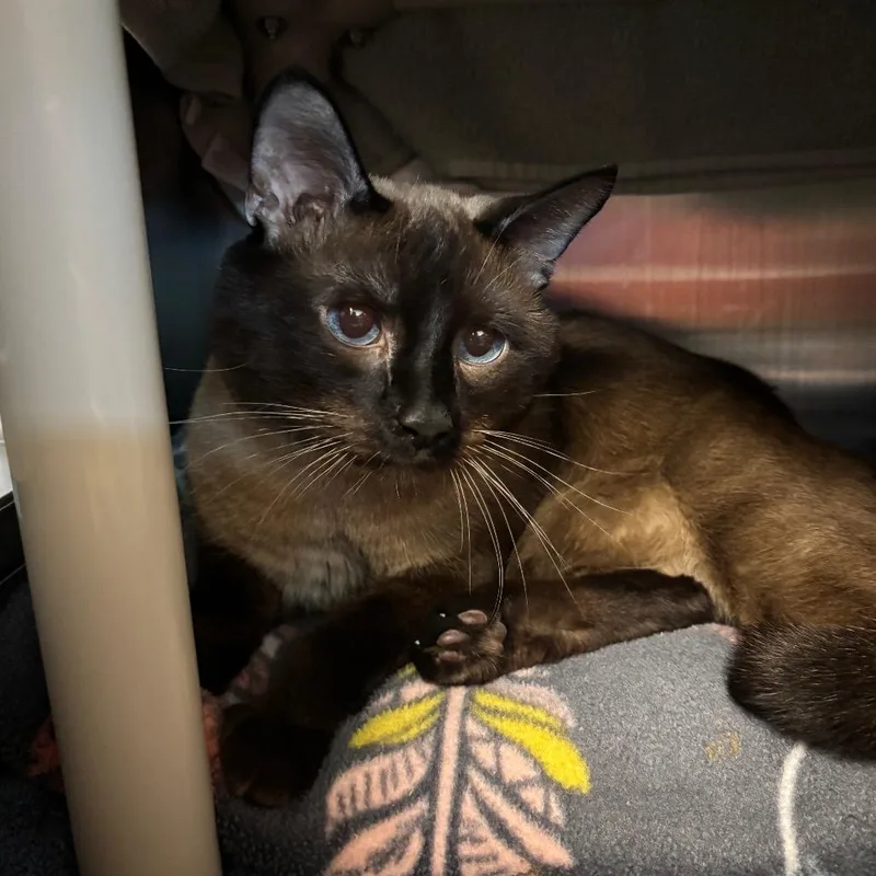 An adult large-sized male Siamese cat named Alex Whiskerton for adoption in Springfield, MA