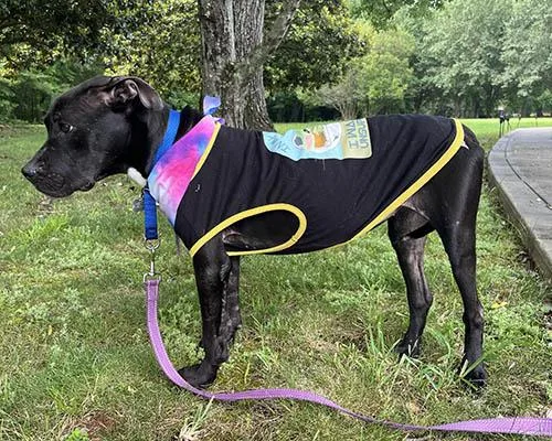 An adult medium-sized female Terrier dog named Duck for adoption in Lake Wylie, SC