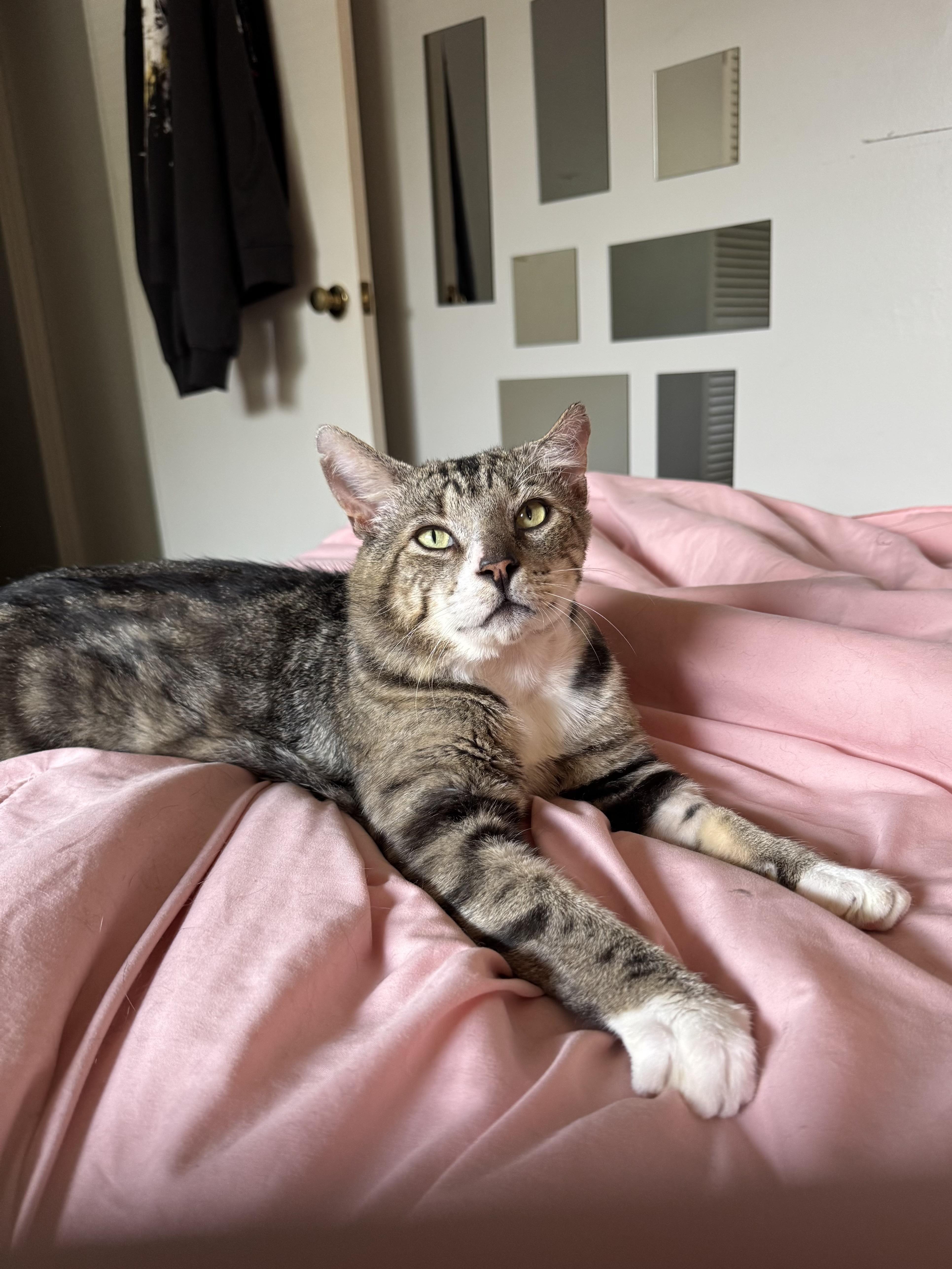 An adult medium-sized male Tabby (Gray / Blue / Silver) Tabby cat named Silver for adoption in Beaverton, OR