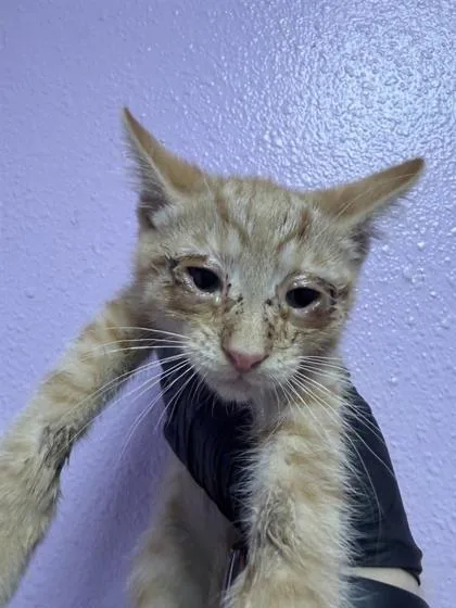 A baby small-sized male Orange / Red Domestic Short Hair cat named Toby for adoption in El Paso, TX