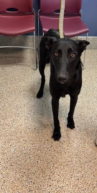 A young large-sized male Belgian Shepherd / Malinois dog named Bobbi for adoption in Miami, FL