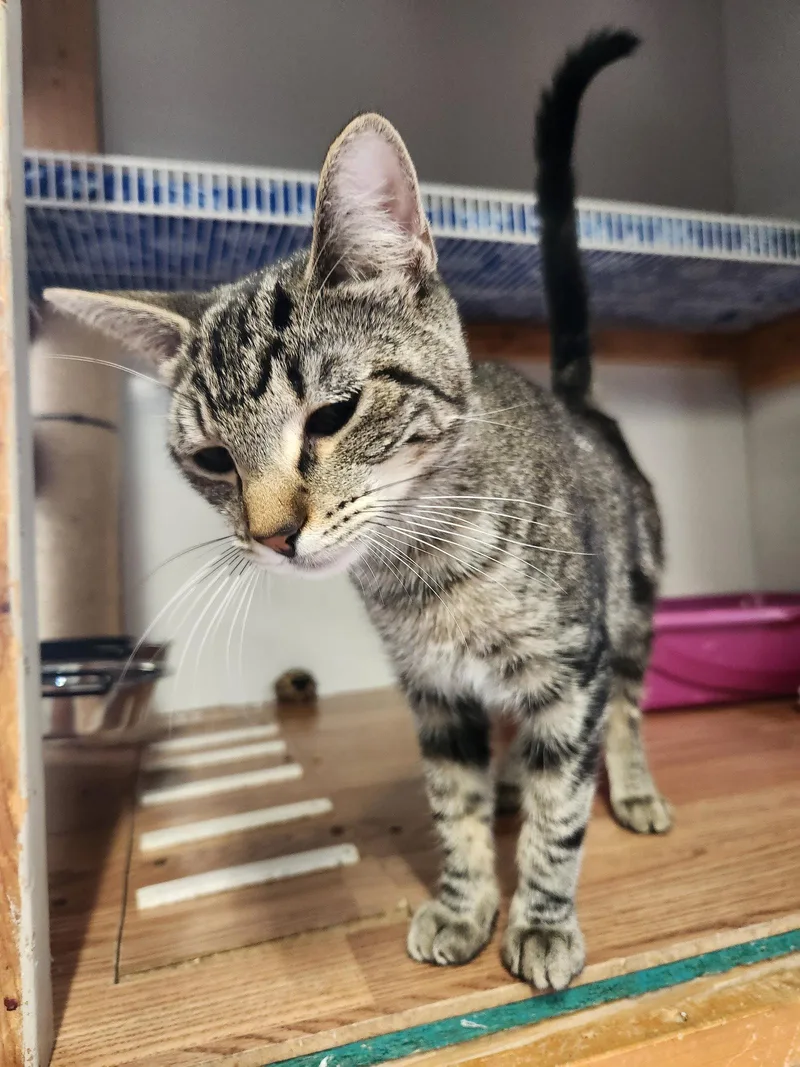 A young medium-sized male Domestic Short Hair cat named Grouchy for adoption in Crossville, TN