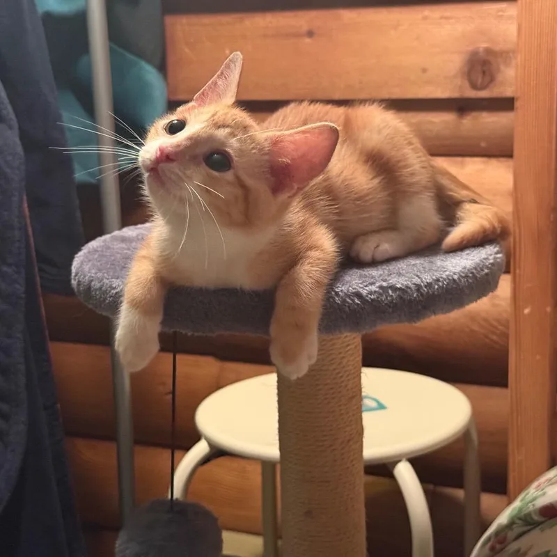A baby small-sized male Orange / Red Domestic Short Hair cat named Marco for adoption in Birdsboro, PA